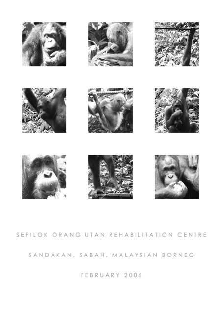 Orang Utan's Rehabilitation Centre Photographs